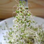 Kiełki brokuła: sulforafan i minerały dla regeneracji